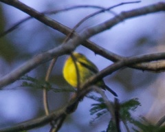 Todirostrum chrysocrotaphum