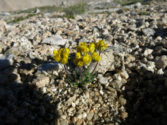 Draba longisquamosa