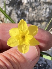 Narcissus assoanus