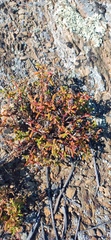 Mesembryanthemum longistylum