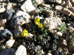 Draba longisquamosa