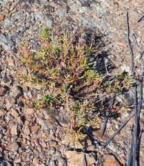 Mesembryanthemum longistylum