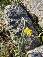 Narcissus assoanus