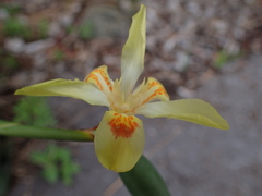 Dietes flavida