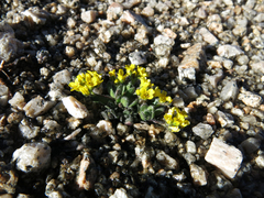 Draba longisquamosa