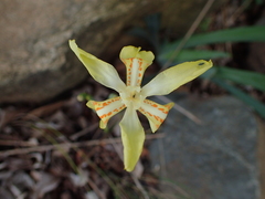 Dietes flavida