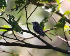 Myiopagis cinerea
