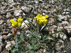 Draba longisquamosa