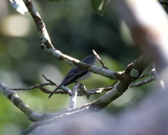 Myiopagis cinerea