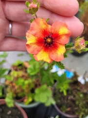 Potentilla thurberi