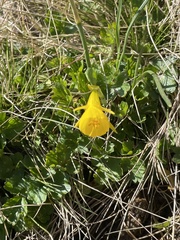 Narcissus bulbocodium