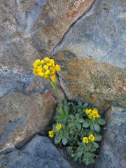 Draba lemmonii