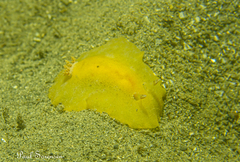 Doriopsilla carneola