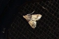 Pyralis pictalis