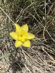 Narcissus assoanus