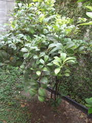 Cestrum glanduliferum