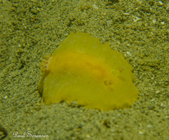 Doriopsilla carneola