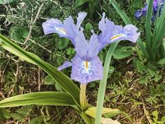Iris planifolia