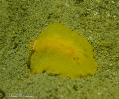 Doriopsilla carneola