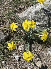 Narcissus assoanus