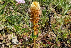 Orobanche amethystea