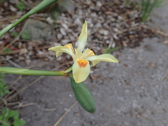 Dietes flavida