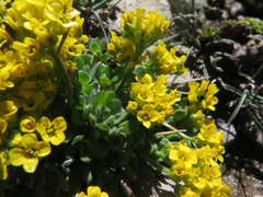 Draba lemmonii