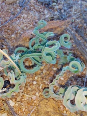 Gethyllis spiralis
