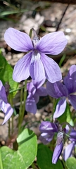 Viola uliginosa