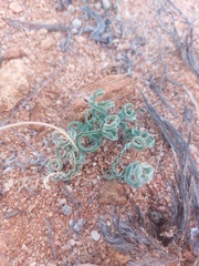 Gethyllis spiralis