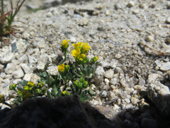 Draba longisquamosa
