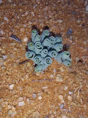 Gethyllis spiralis