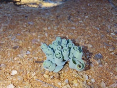 Gethyllis spiralis