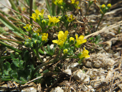 Draba longisquamosa