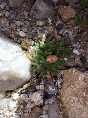 Oxalis adenodes