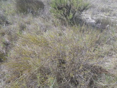 Psoralea uncinata