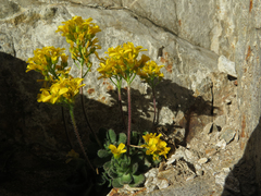 Draba lemmonii