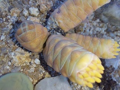 Crassula barklyi