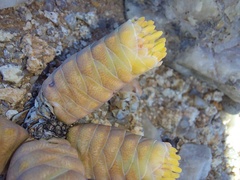 Crassula barklyi