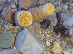 Crassula barklyi
