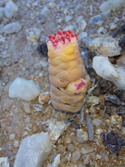 Crassula barklyi