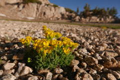 Draba lemmonii