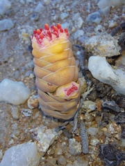 Crassula barklyi