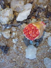 Crassula barklyi