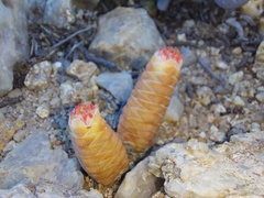Crassula barklyi