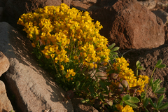 Draba lemmonii