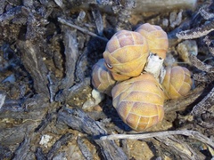 Crassula barklyi