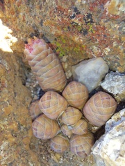 Crassula barklyi