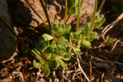 Draba lemmonii