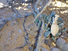 Ligariella trigonalis